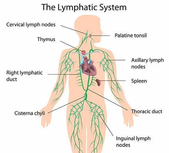 Remedial lymphatic drainage Perth northern suburbs.